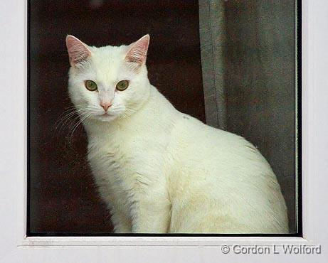 Cat In A Window_52815.jpg - Photographed at Ottawa, Ontario - the capital of Canada.